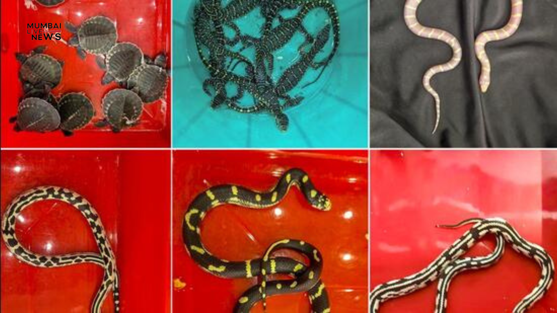 Mumbai Customs Seizes Exotic Reptiles in Major Smuggling Crackdown